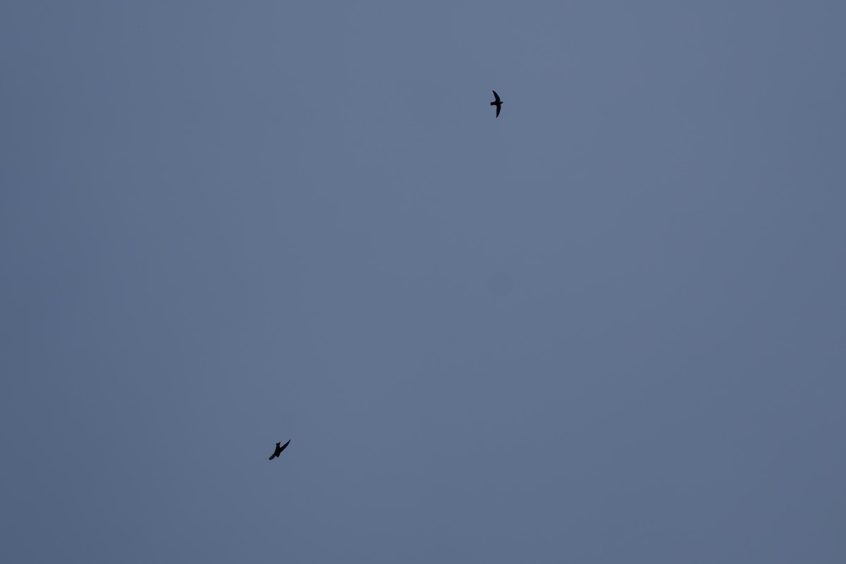 Black Swift - ML643069168