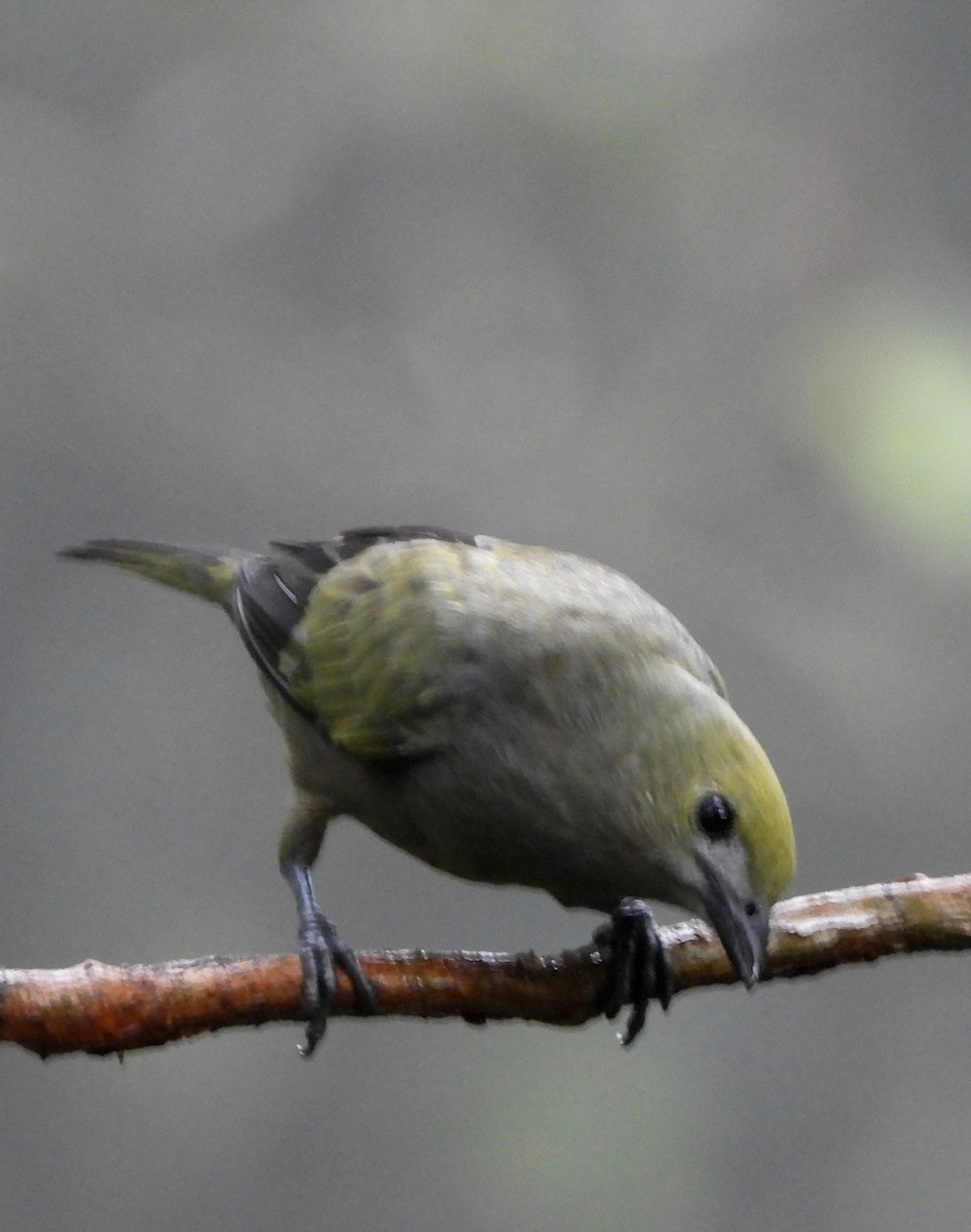 Palm Tanager - ML643069169