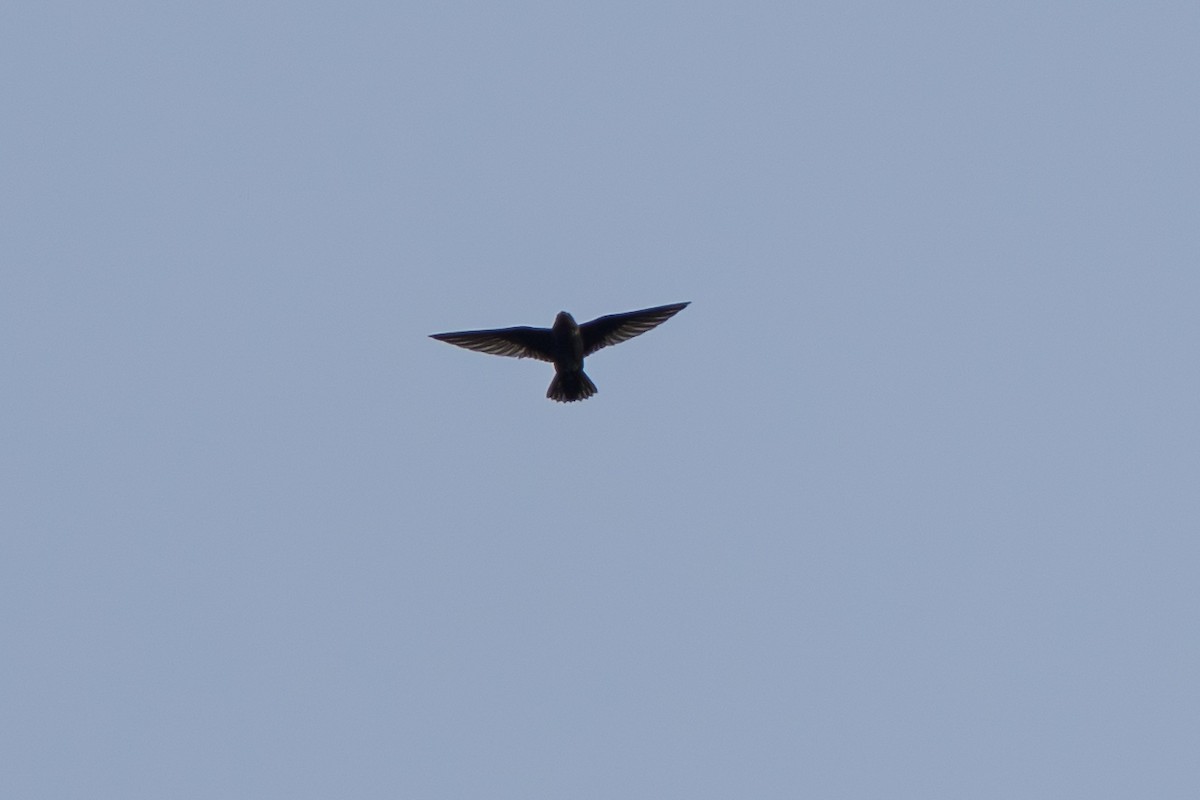 Black Swift - ML643069177