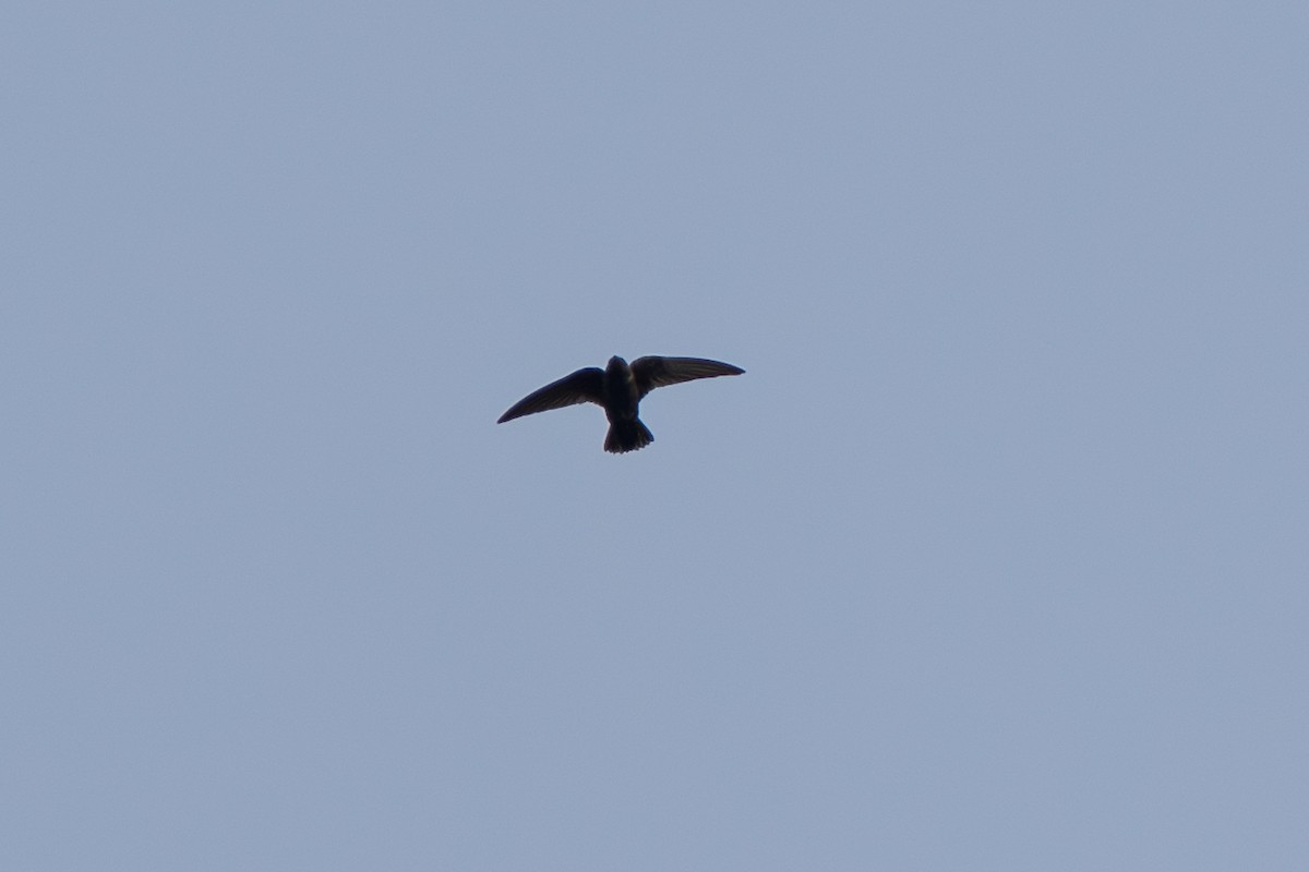Black Swift - ML643069178