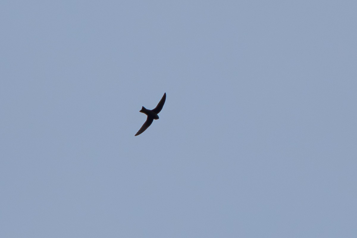 Black Swift - ML643069179