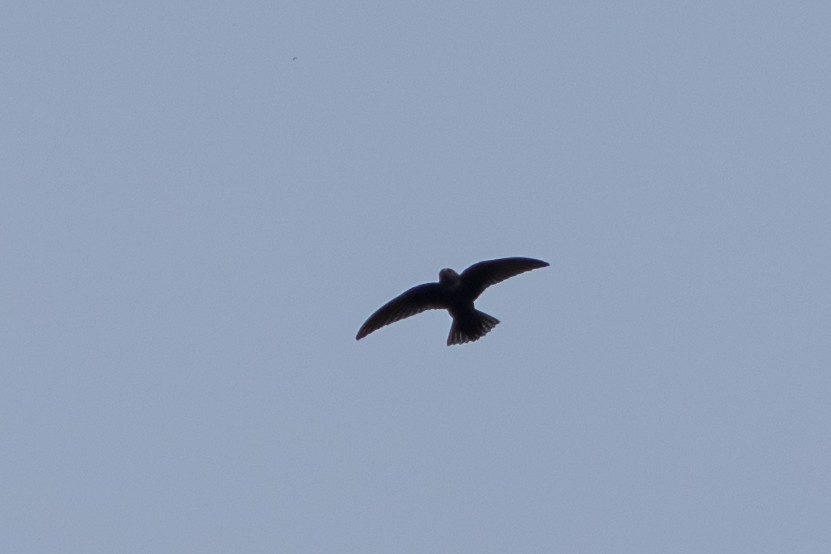 Black Swift - ML643069180