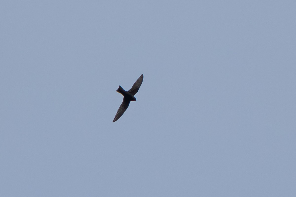 Black Swift - ML643069181