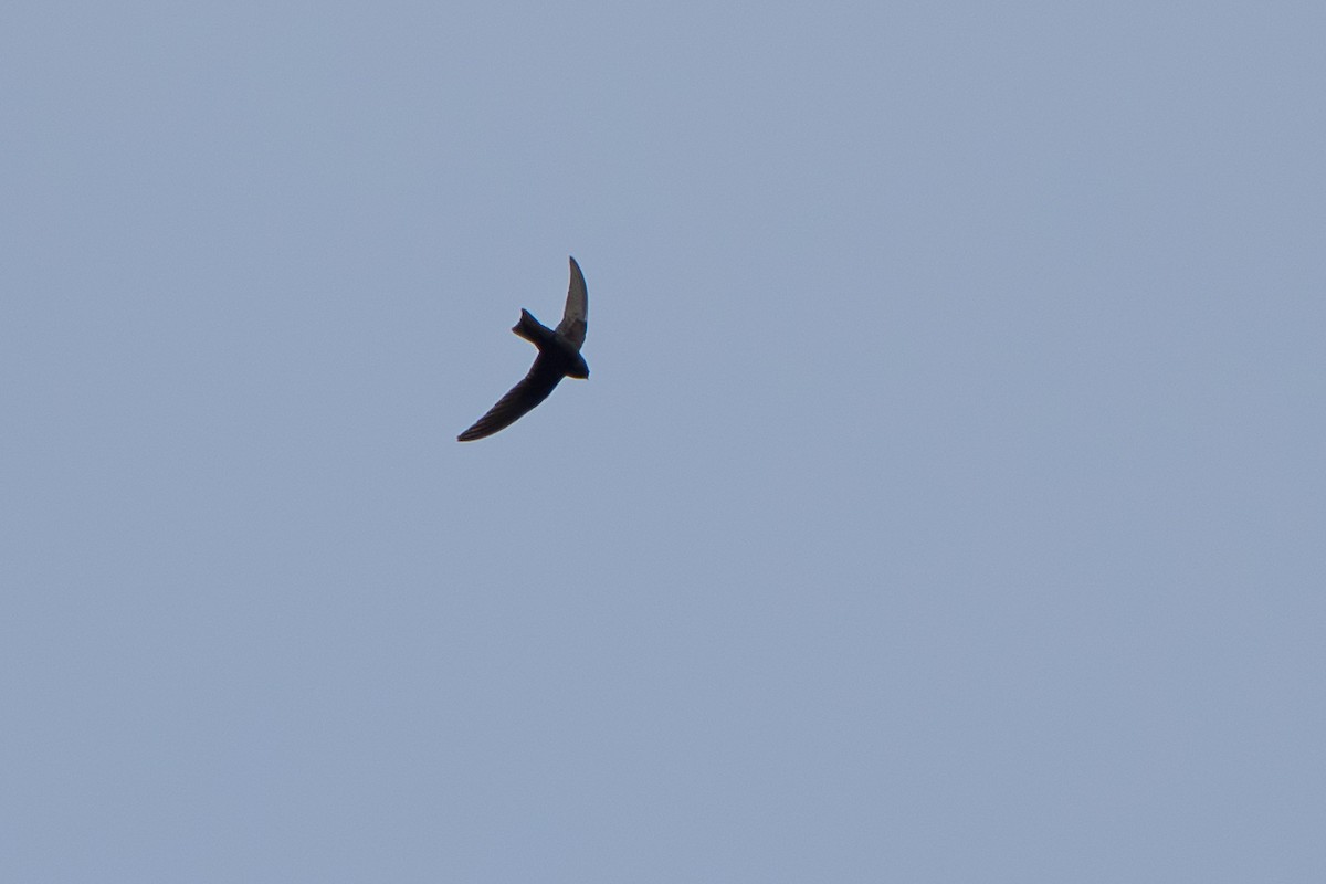Black Swift - ML643069182