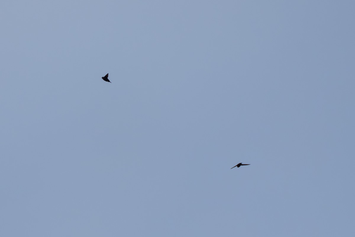 Black Swift - ML643069183