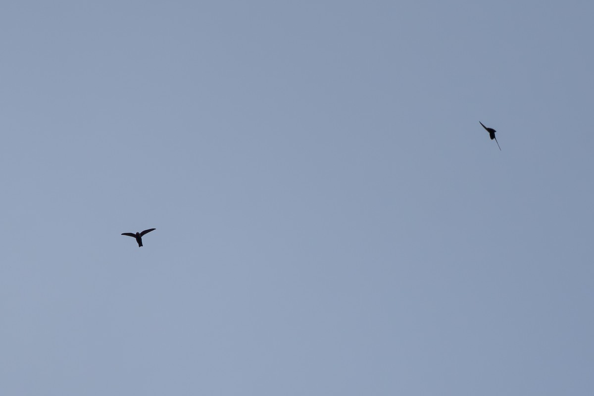 Black Swift - ML643069184