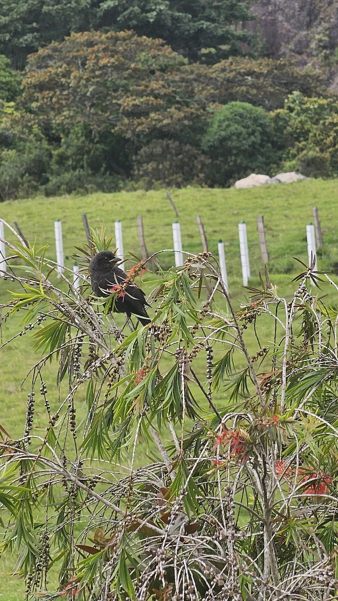 Shiny Cowbird - ML643069187