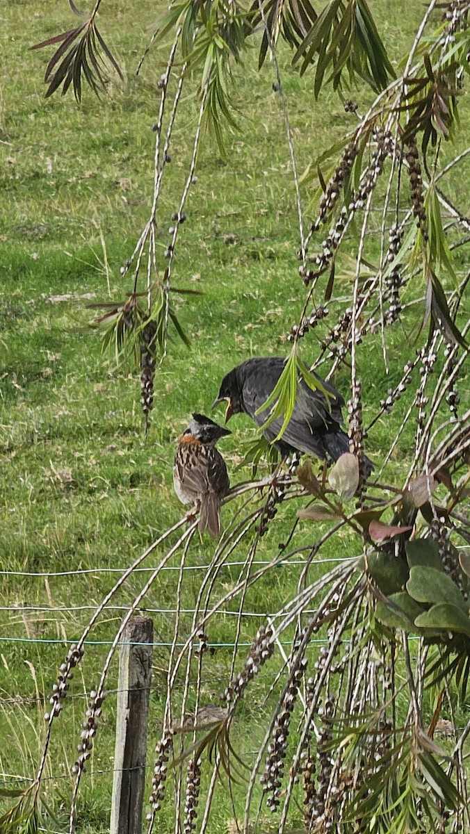 Shiny Cowbird - ML643069189
