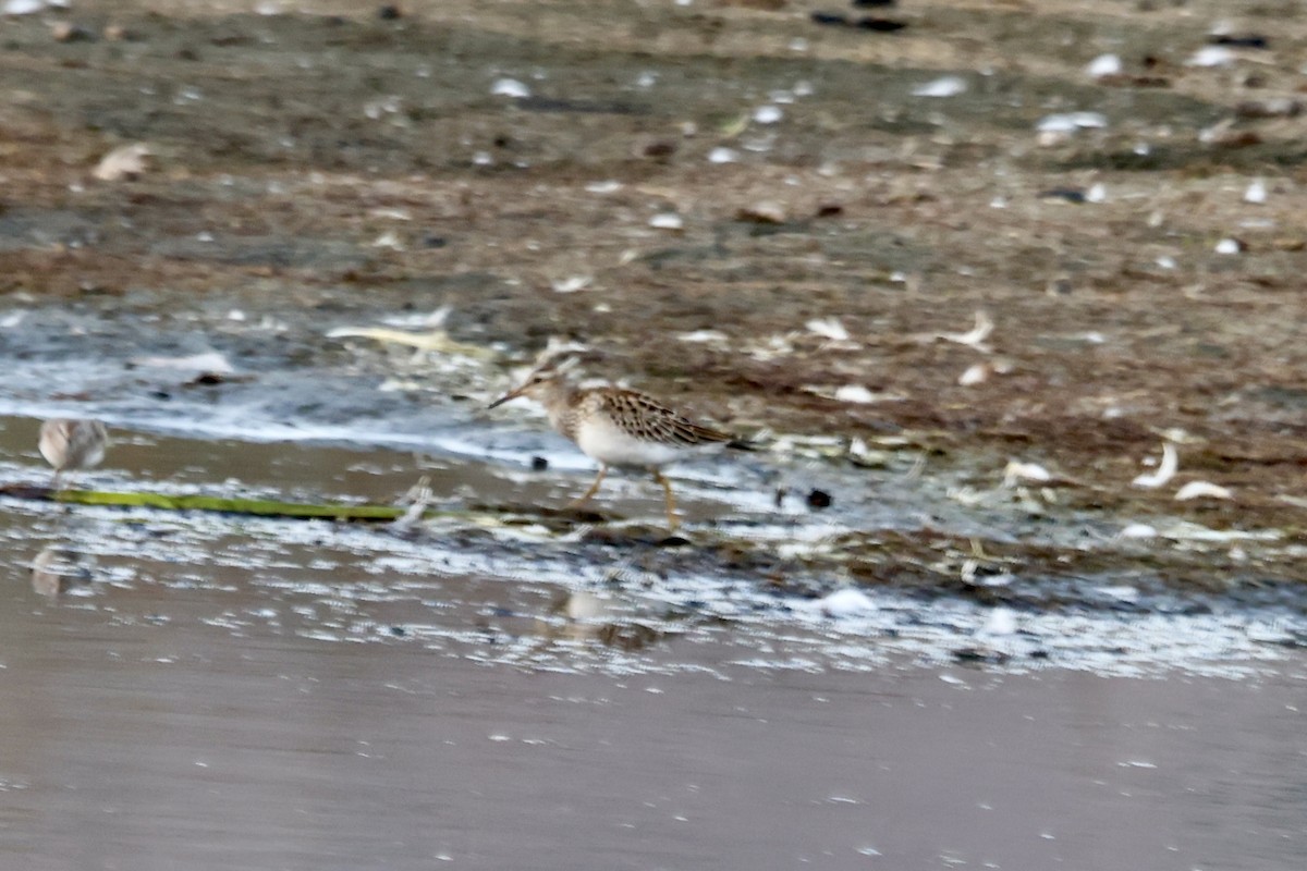 Pectoral Sandpiper - ML643069216