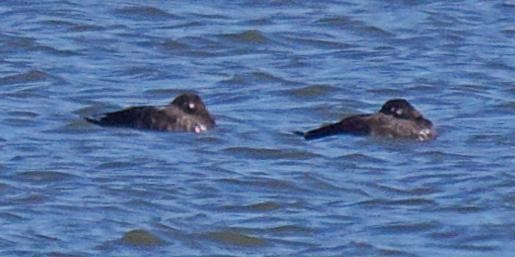 White-winged Scoter - ML643069217