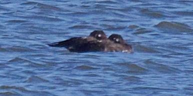 White-winged Scoter - ML643069218