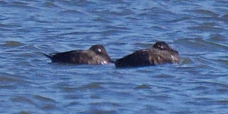 White-winged Scoter - ML643069219