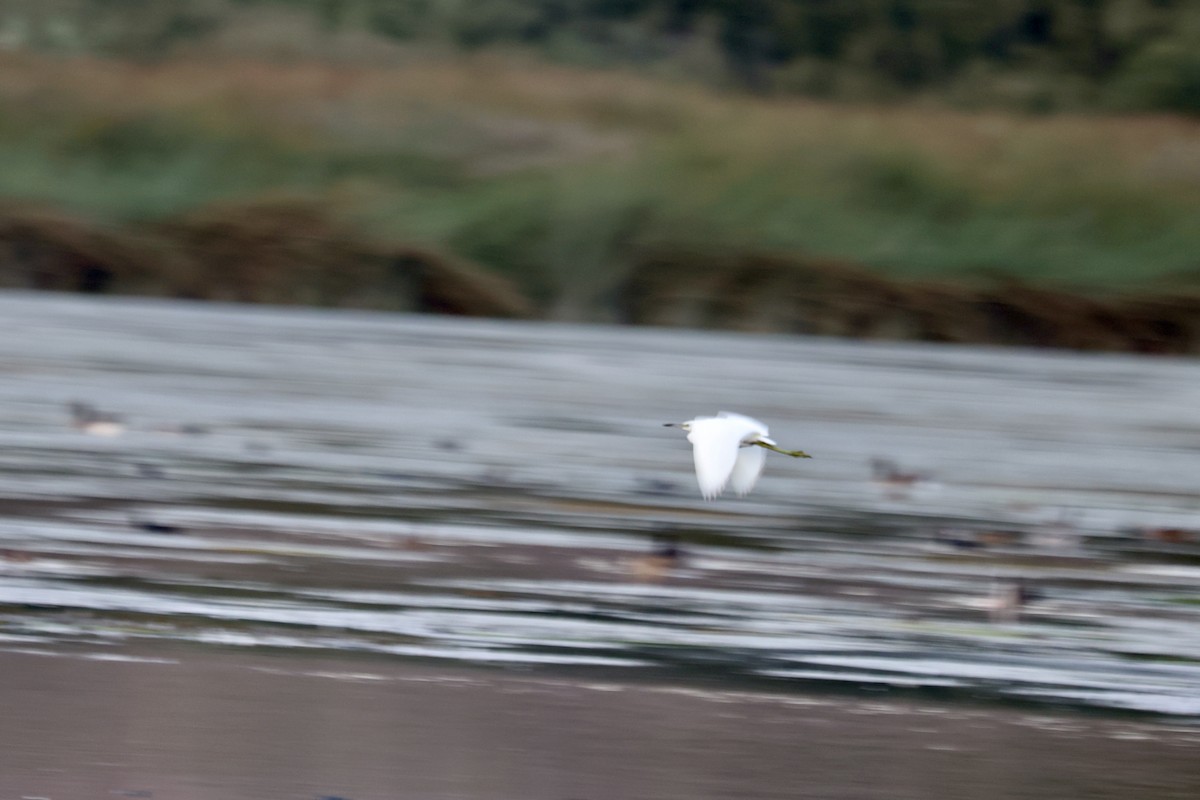 Little Blue Heron - ML643069224
