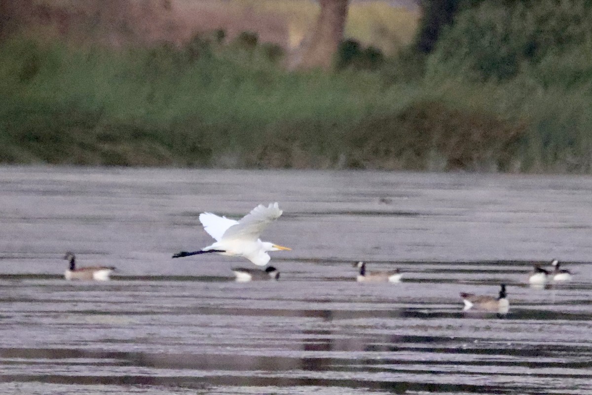 Great Egret - ML643069237