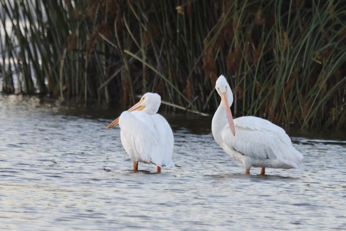 American White Pelican - ML643069242