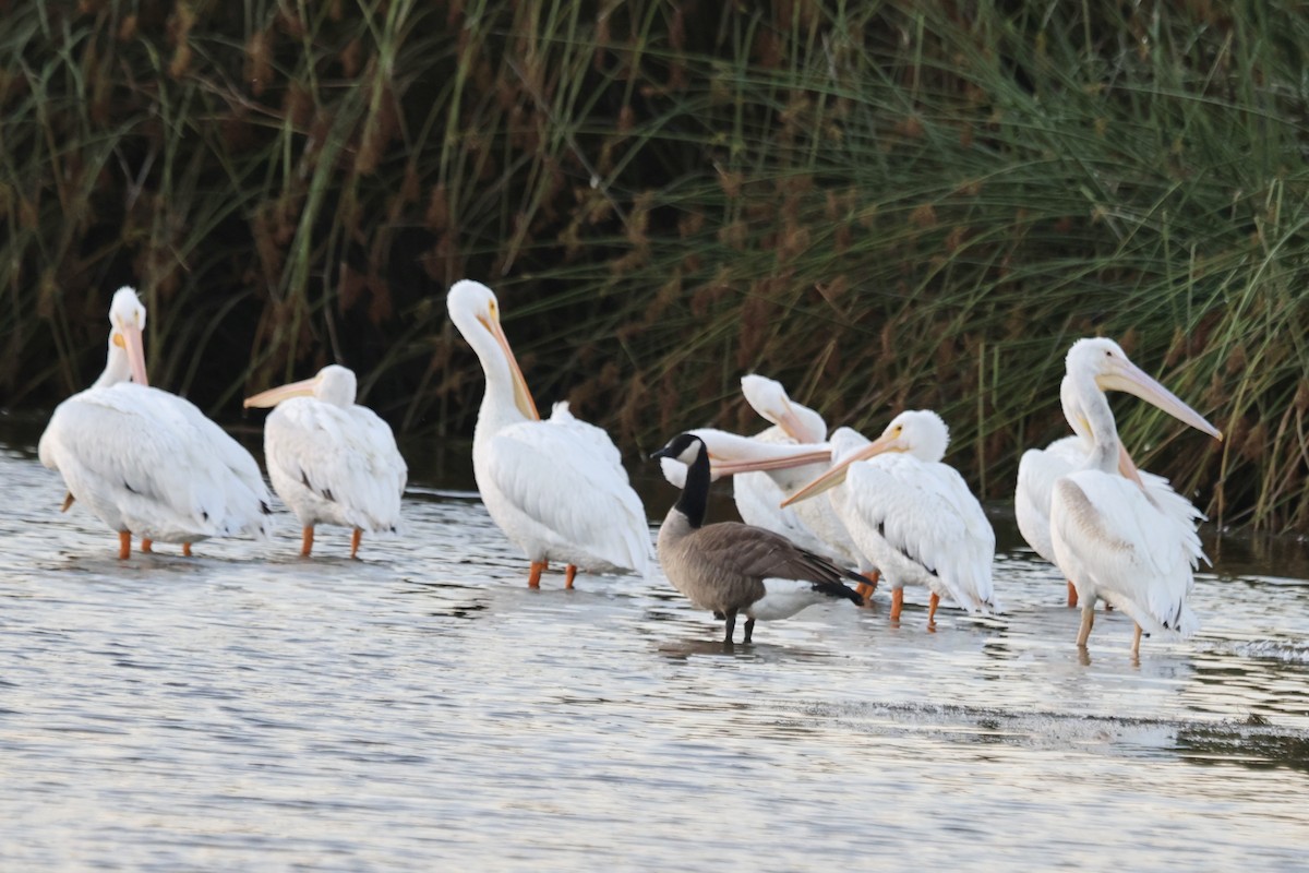 American White Pelican - ML643069243