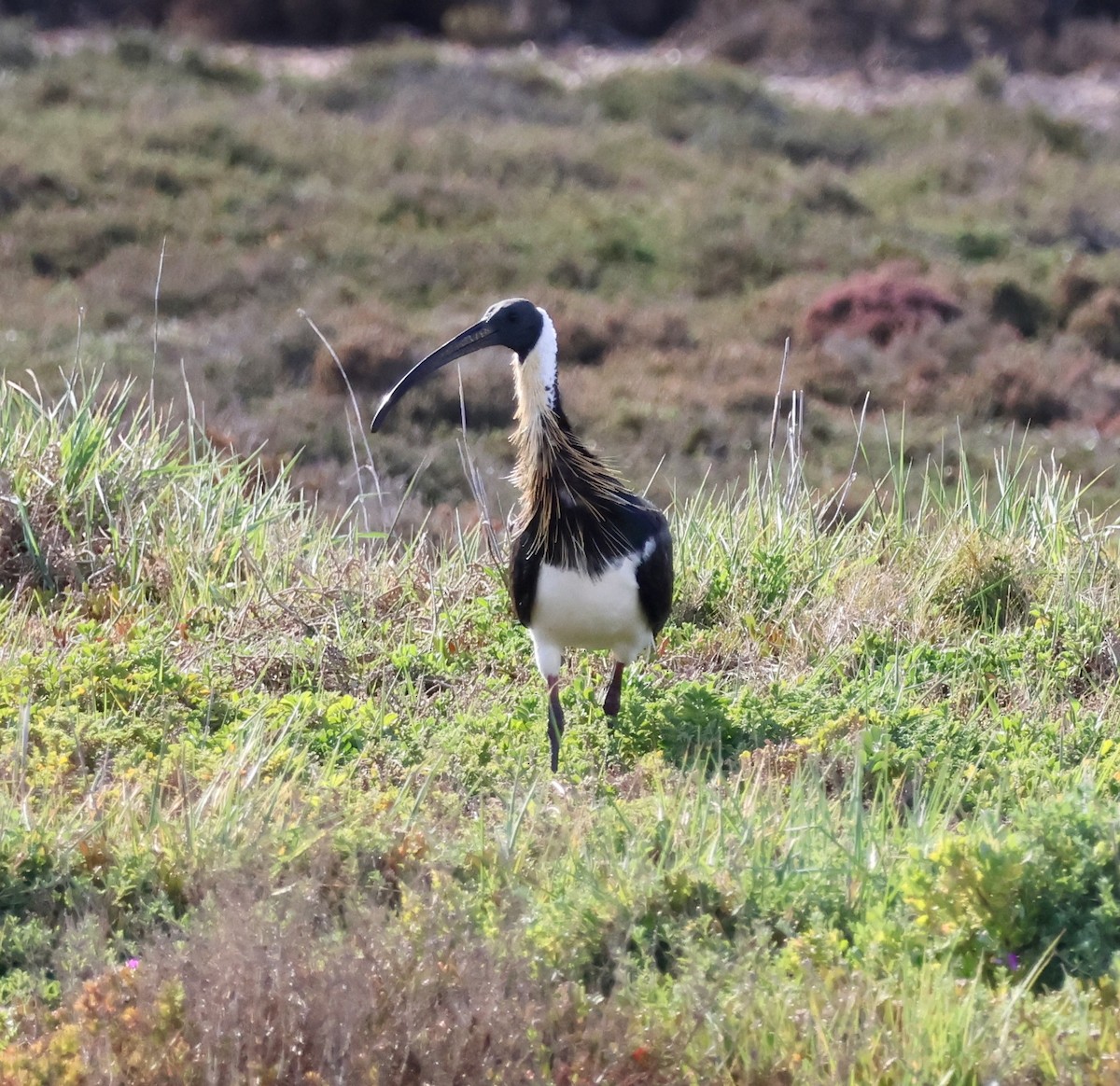Straw-necked Ibis - ML643069255
