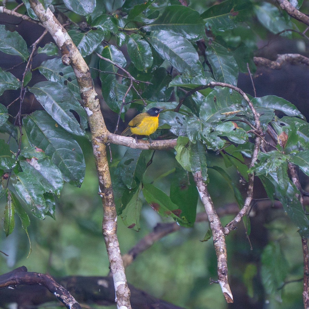 Flame-throated Bulbul - ML643069257