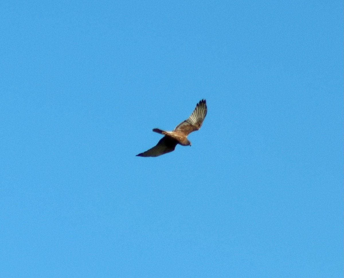 Swamp Harrier - ML643069260