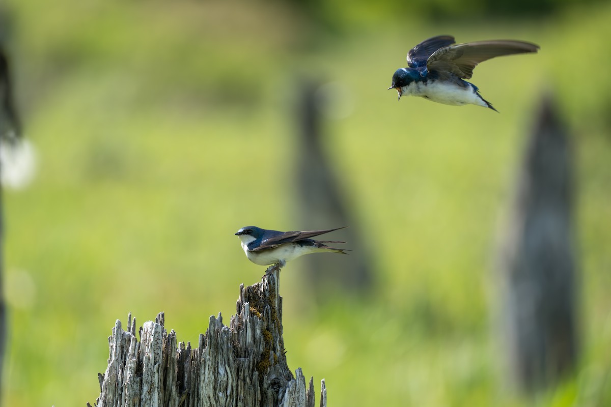 Tree Swallow - ML643069268