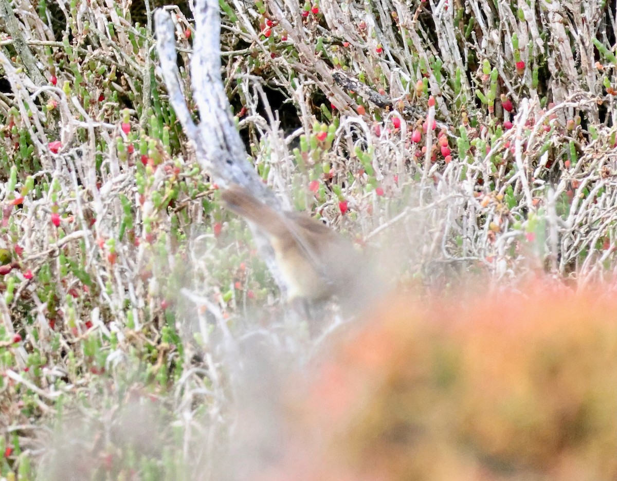 Little Grassbird - ML643069269