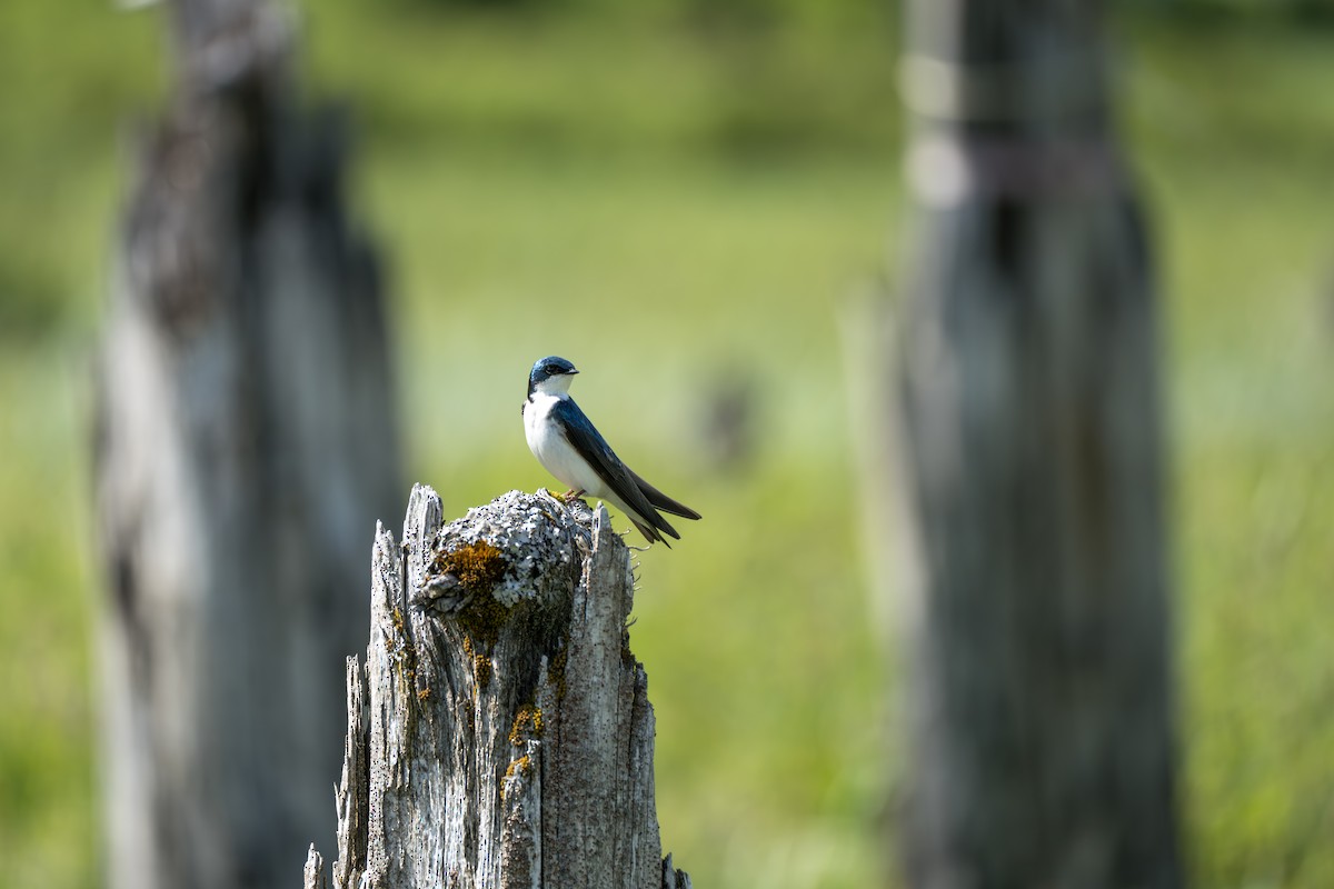 Tree Swallow - ML643069271