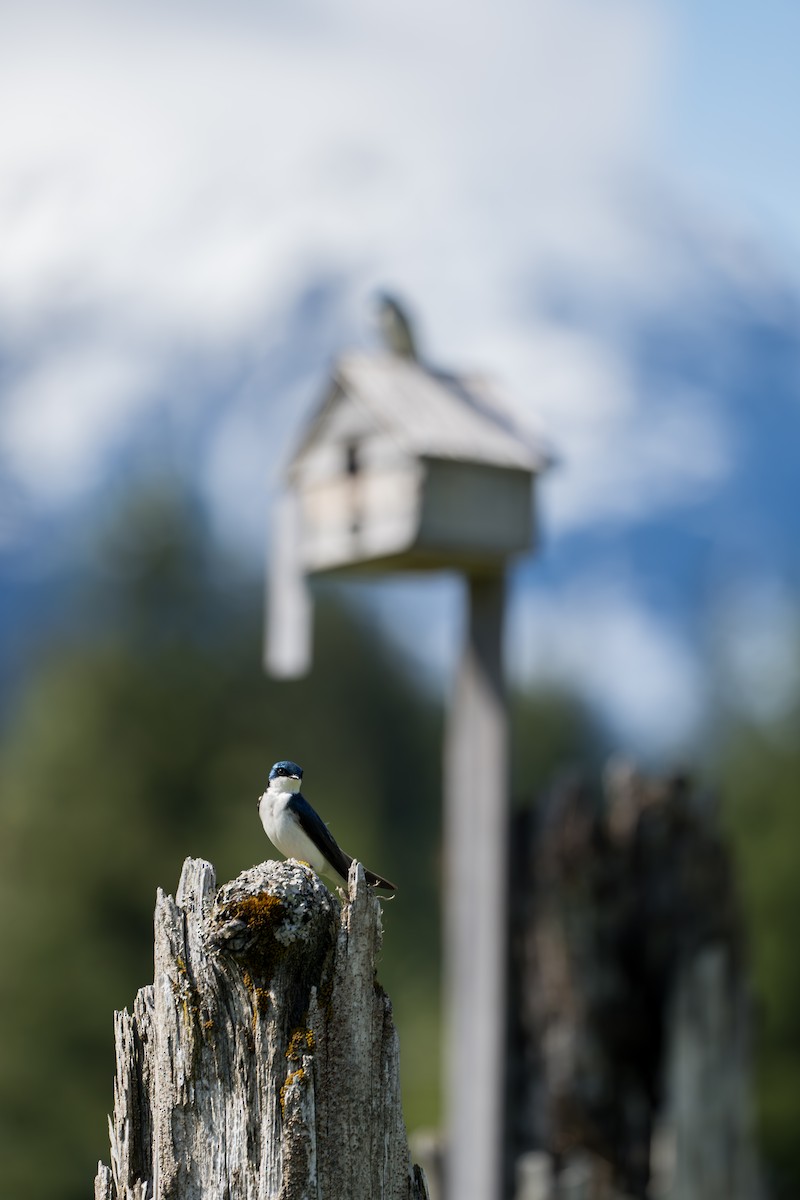 Tree Swallow - ML643069277