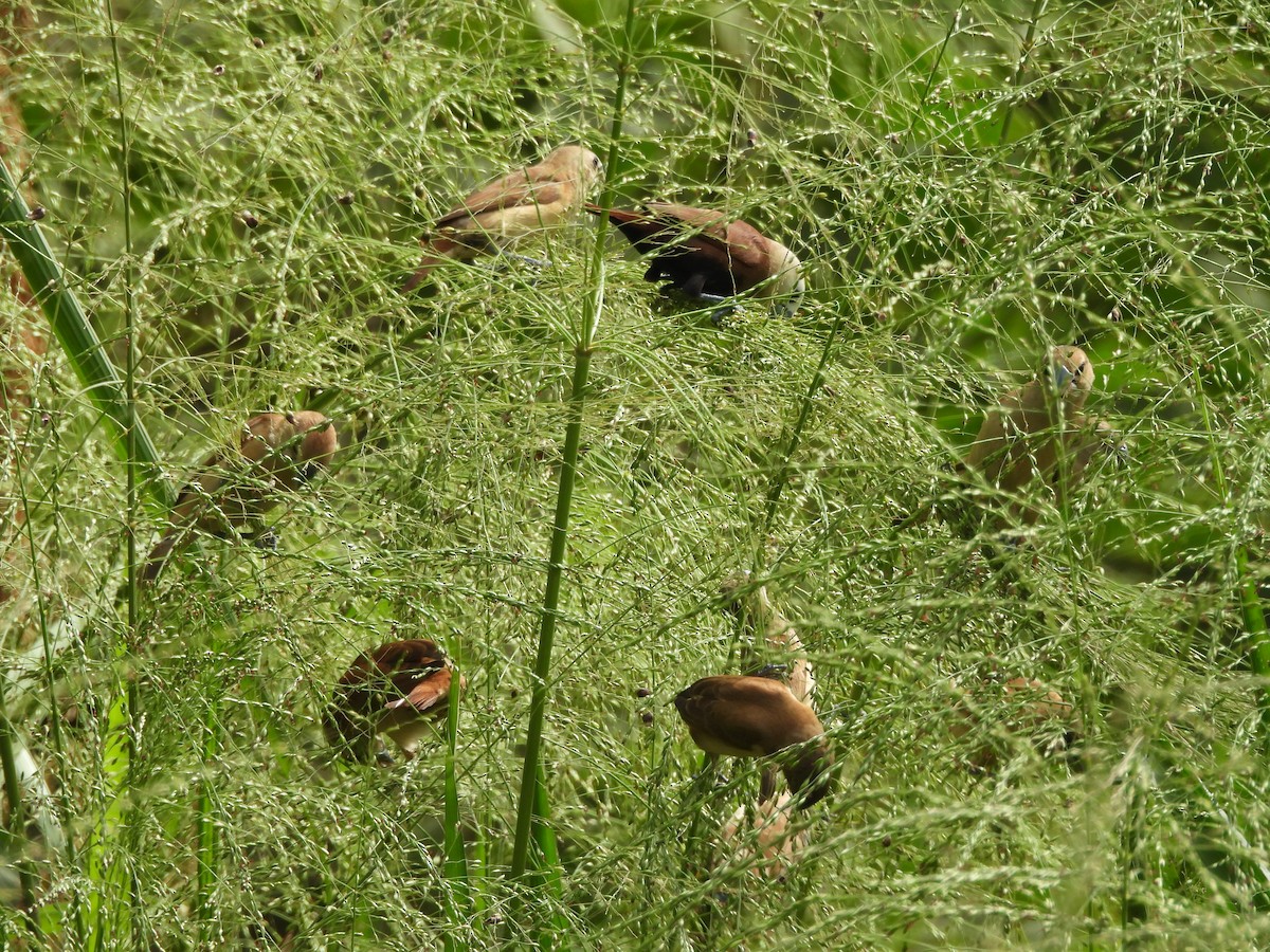 White-headed Munia - ML643069281