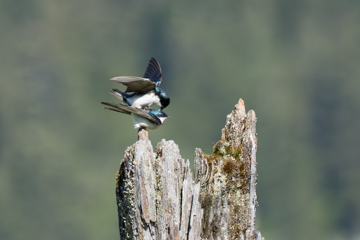 Tree Swallow - ML643069295