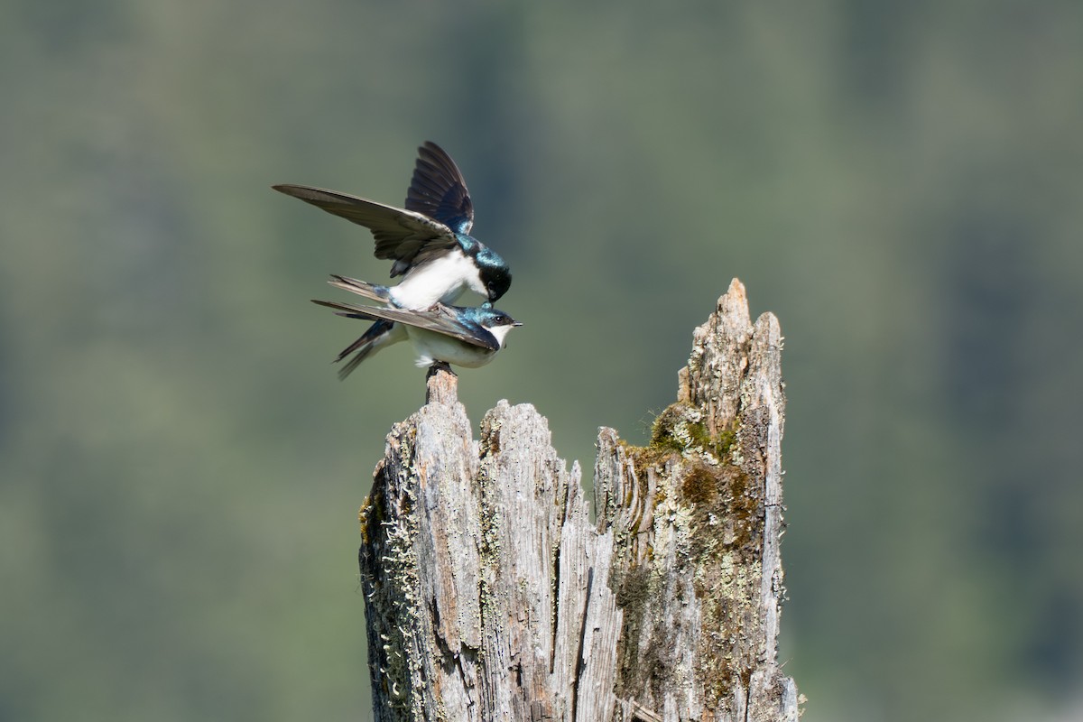 Tree Swallow - ML643069296