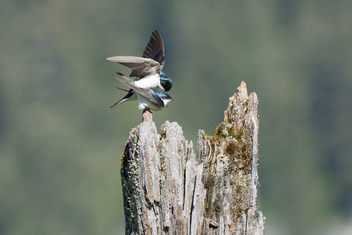 Tree Swallow - ML643069297