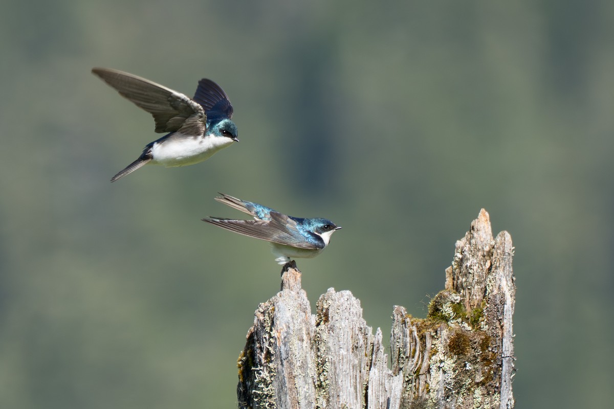Tree Swallow - ML643069298
