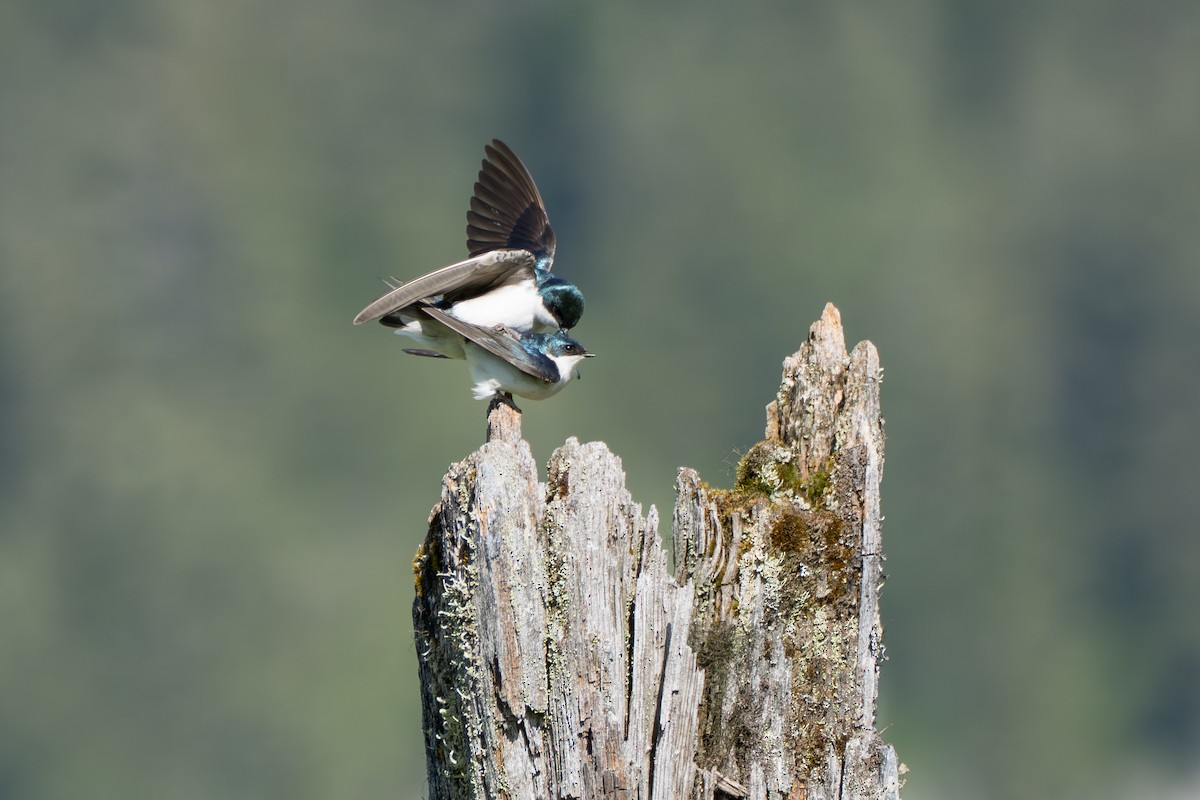 Tree Swallow - ML643069299