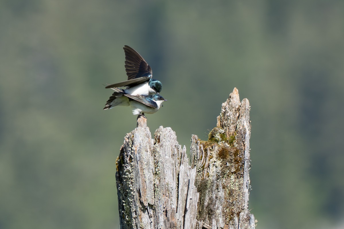 Tree Swallow - ML643069300