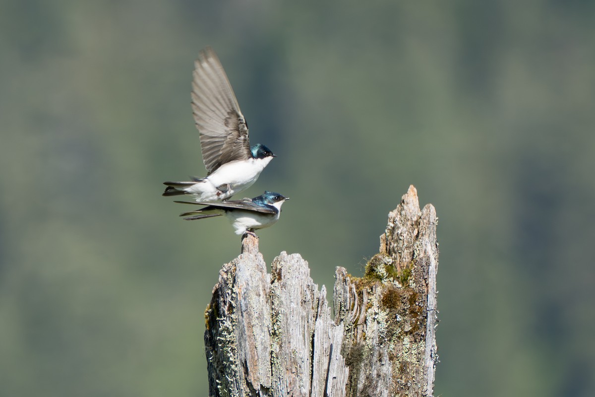 Tree Swallow - ML643069301