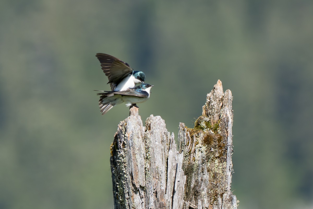 Tree Swallow - ML643069302