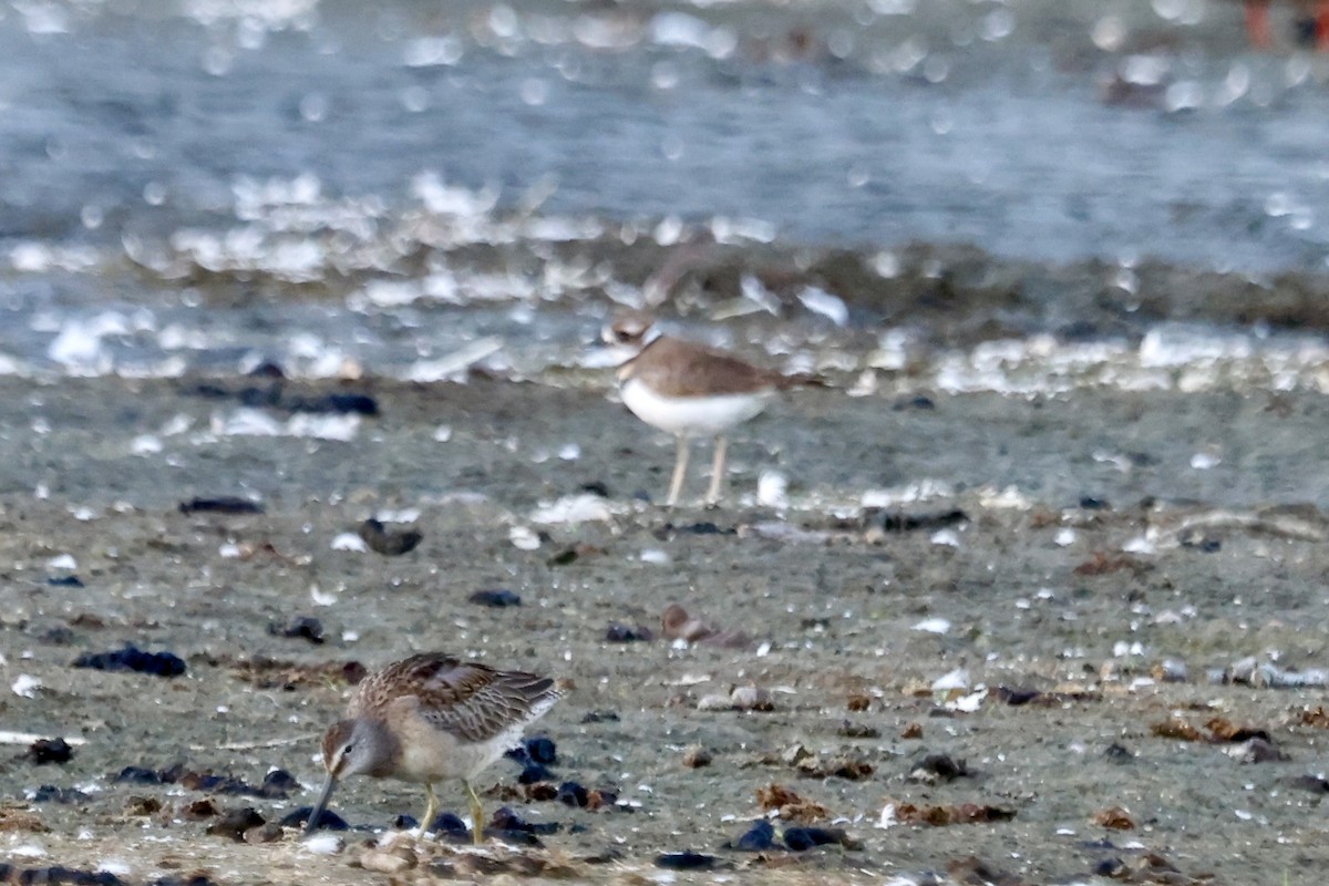Killdeer - ML643069303