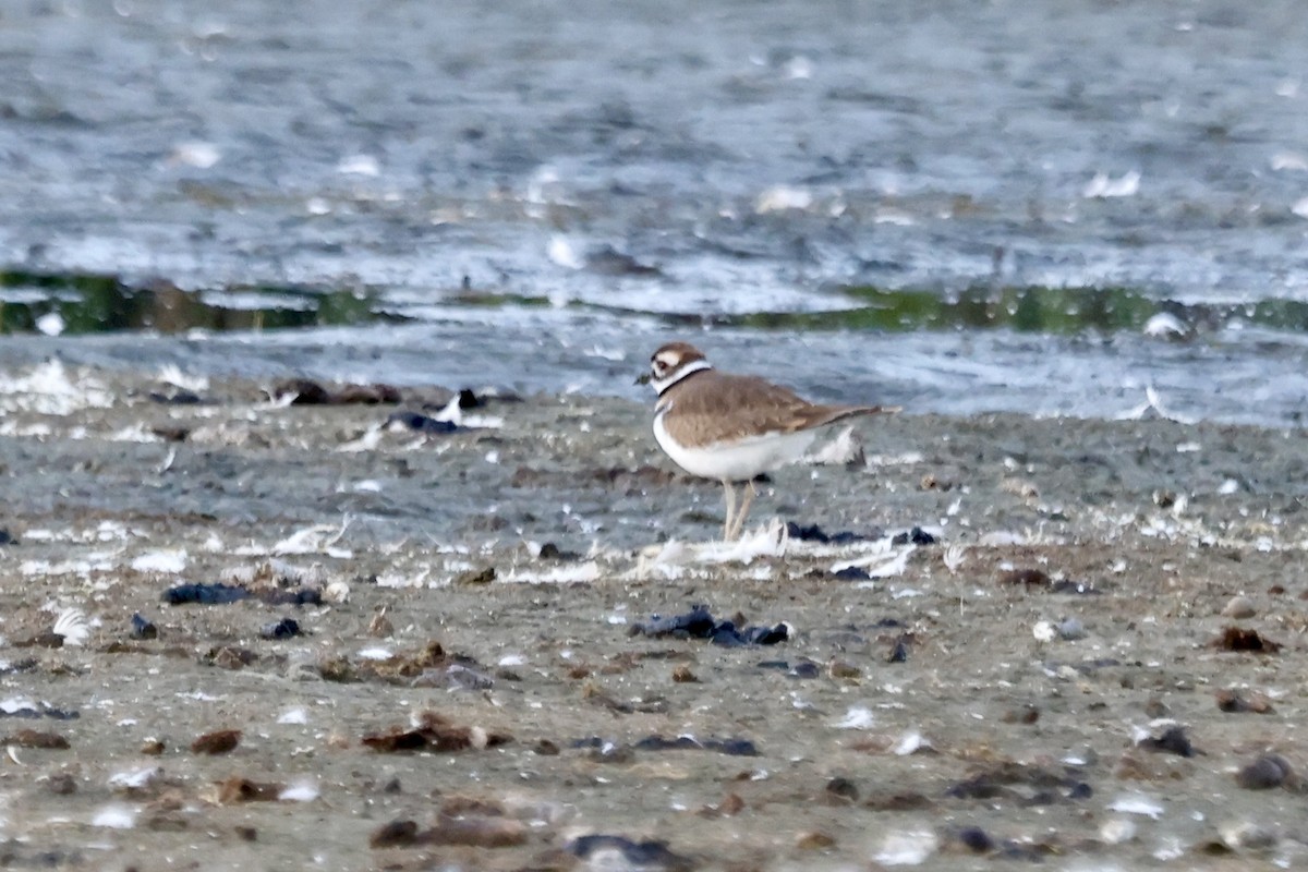 Killdeer - ML643069304