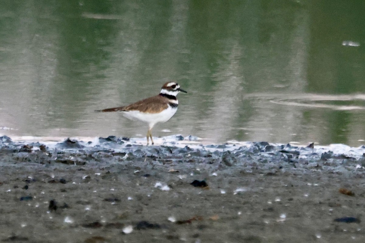 Killdeer - ML643069305
