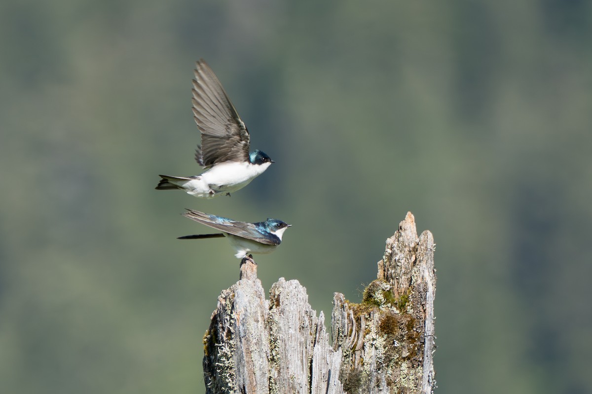 Tree Swallow - ML643069306