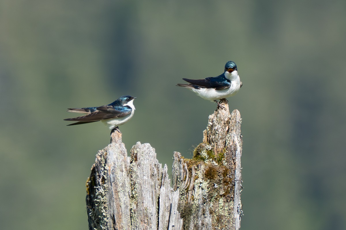 Tree Swallow - ML643069307