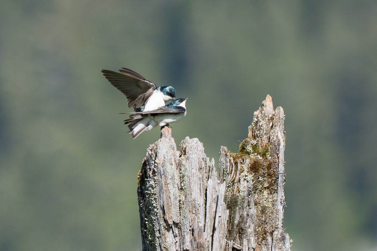 Tree Swallow - ML643069308