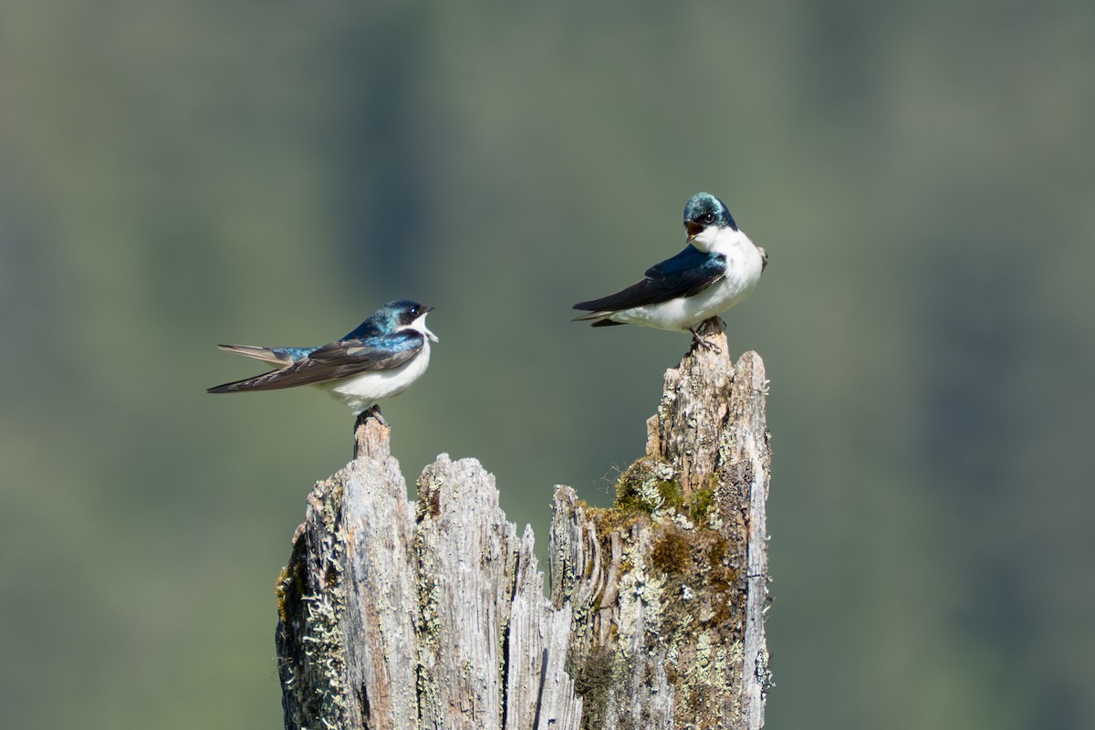 Tree Swallow - ML643069309