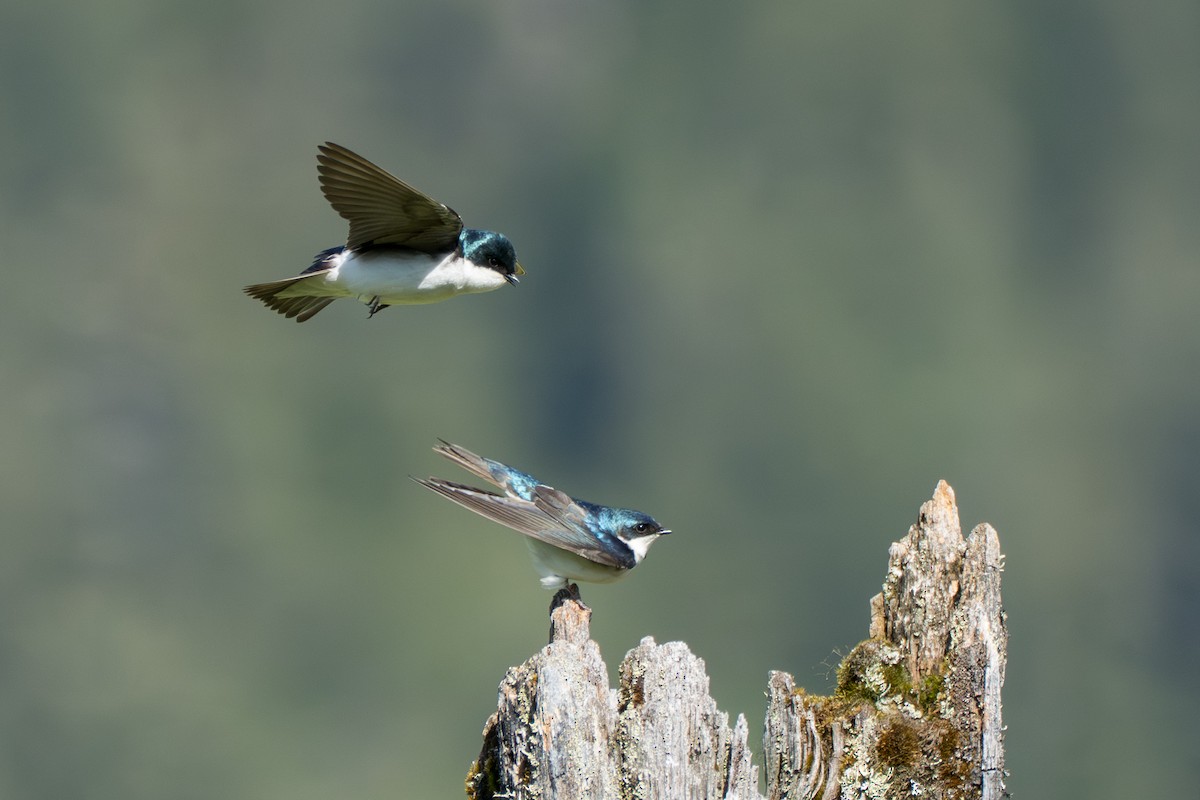 Tree Swallow - ML643069317
