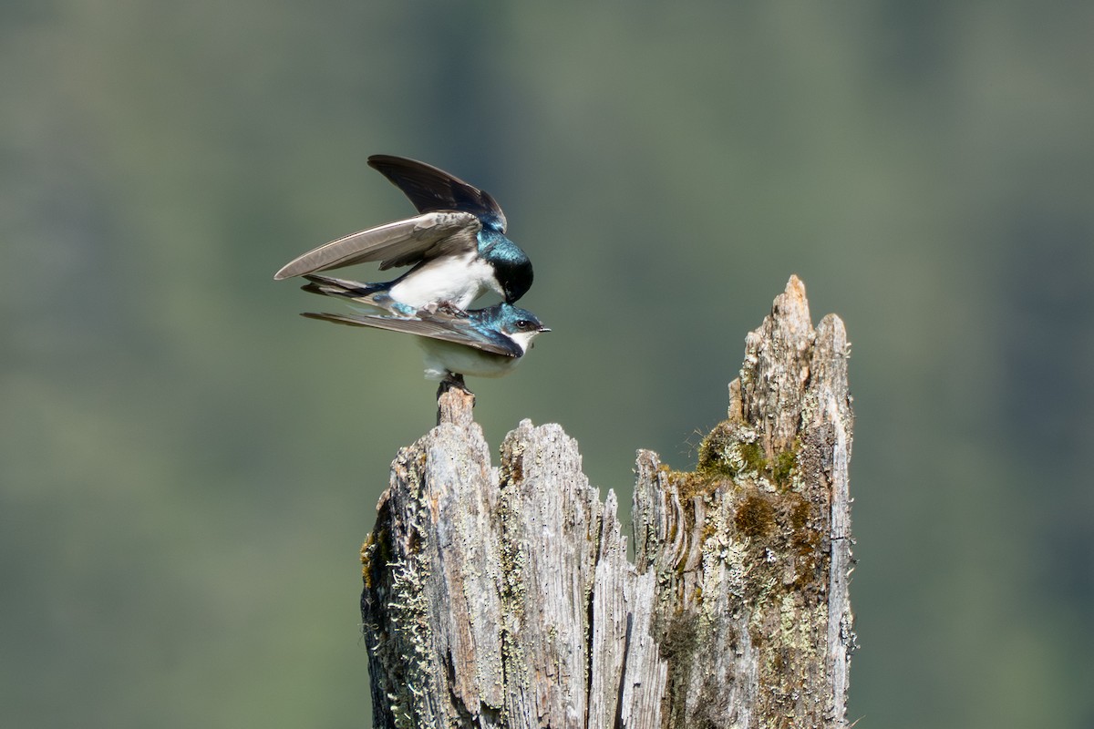 Tree Swallow - ML643069319