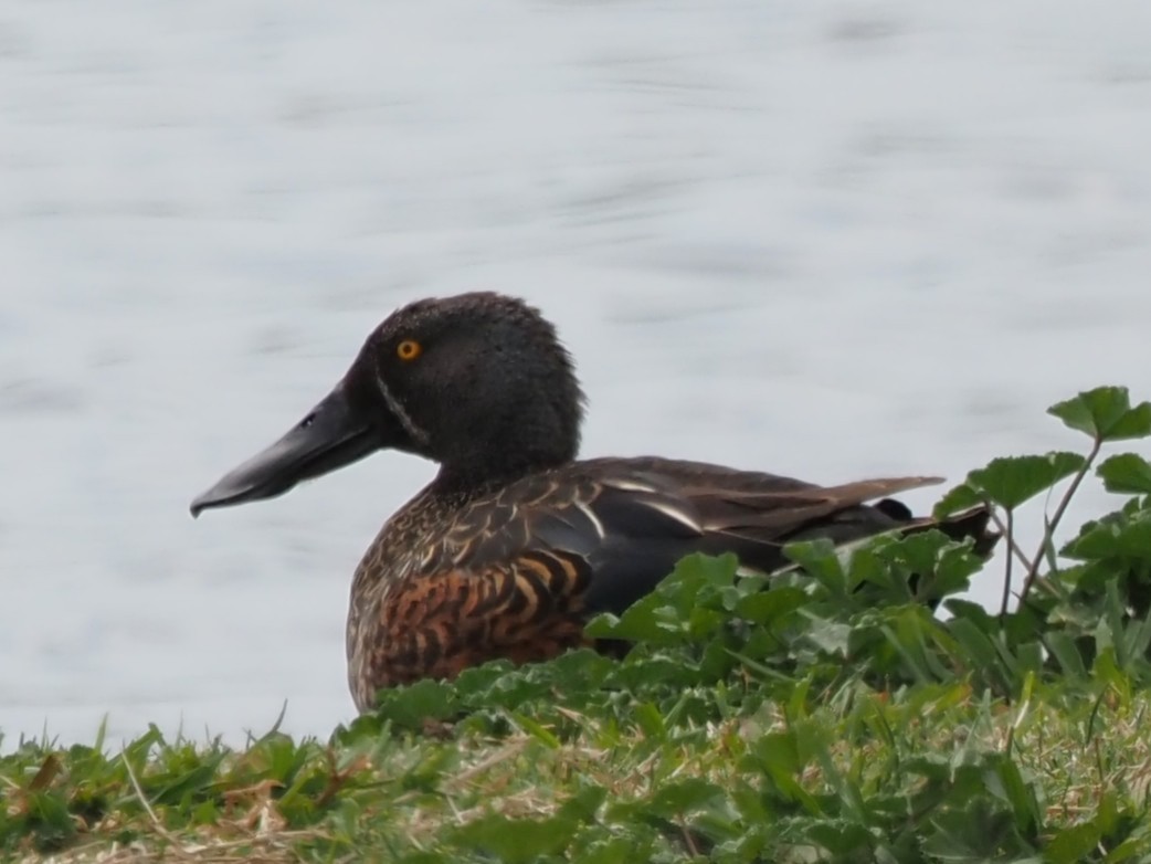 Australasian Shoveler - ML643069320