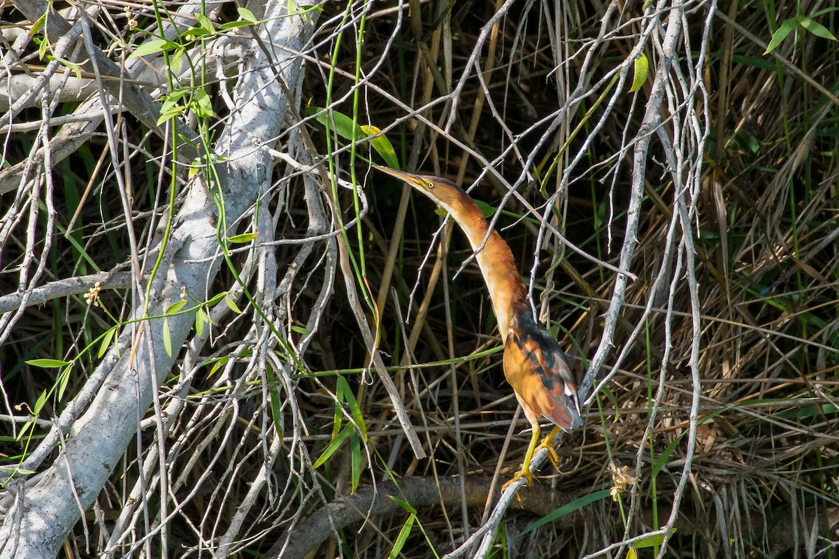 Least Bittern - ML643069326