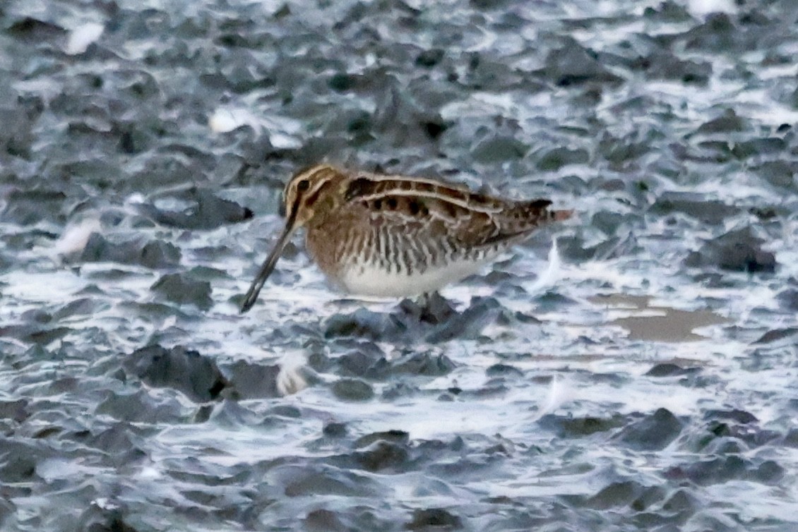 Wilson's Snipe - ML643069332
