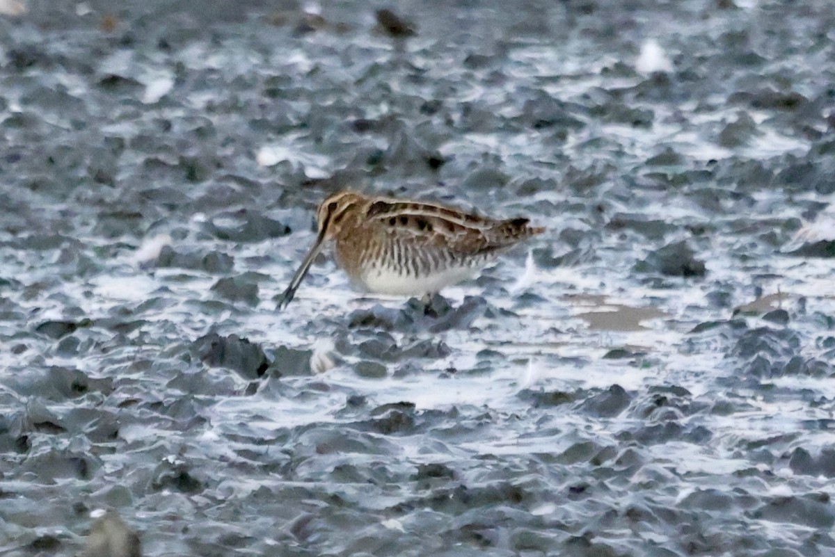 Wilson's Snipe - ML643069333