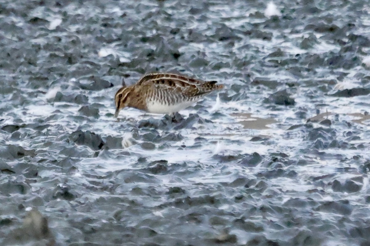 Wilson's Snipe - ML643069334